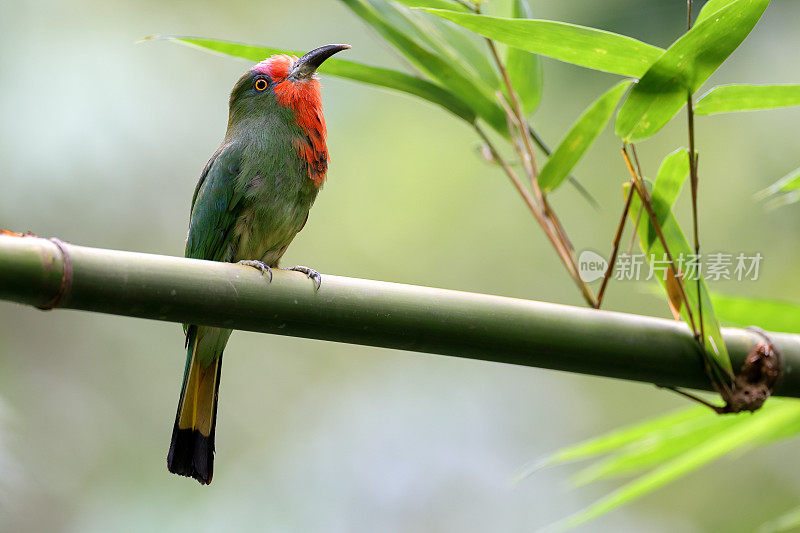 食蜂鸟:成年雌性红须食蜂鸟(Nyctyornis amictus)。